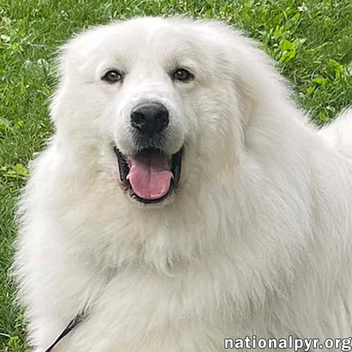 Photo of Casper in CT - Adores Cuddles & Cheese, adoptable Great Pyrenees in Beacon, New York