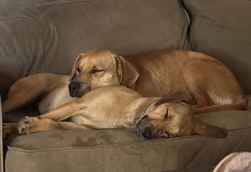 Photo of Wrigley, adoptable Labrador Retriever in Dana Point, California