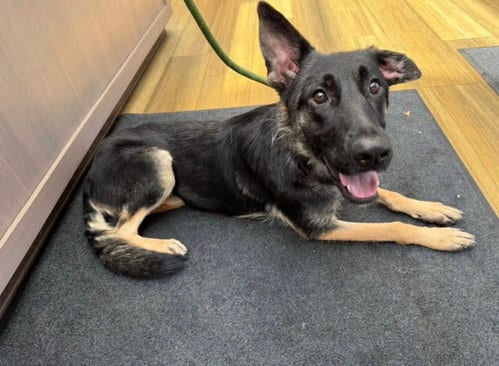 Photo of Ivy, adoptable German Shepherd Dog in SKOKIE, Illinois