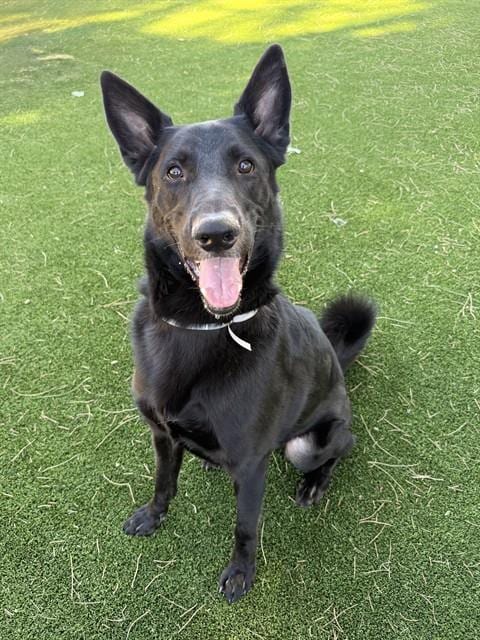 Photo of Katsu, adoptable Belgian Shepherd Malinois in Castaic, California