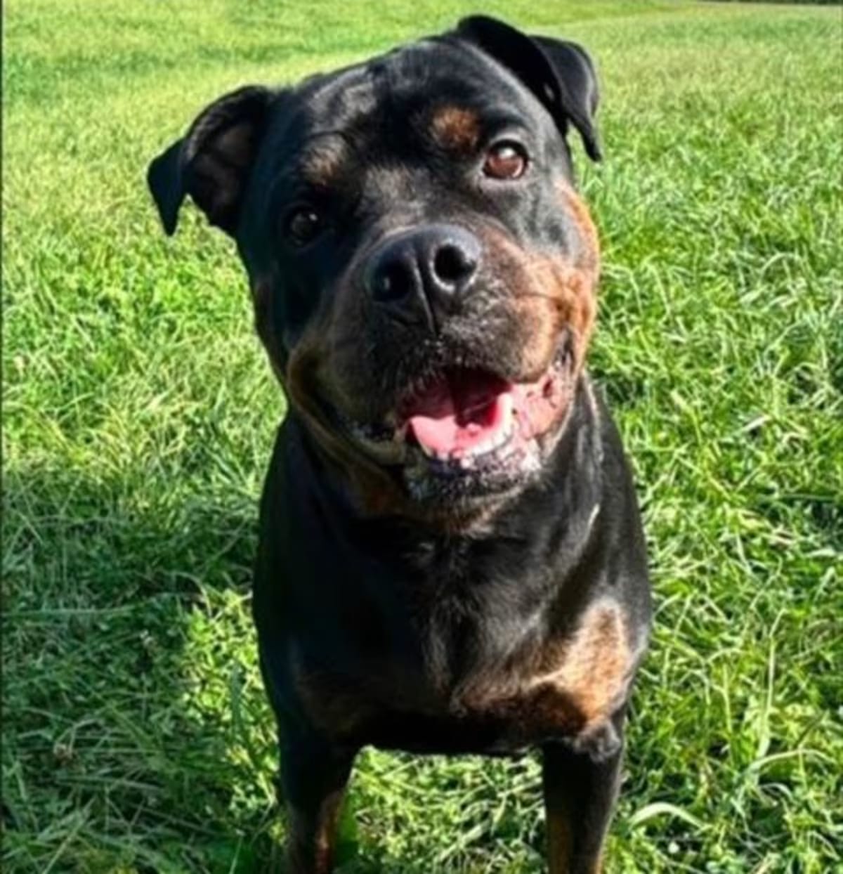 Photo of Dream, adoptable Rottweiler in Derwood, Maryland