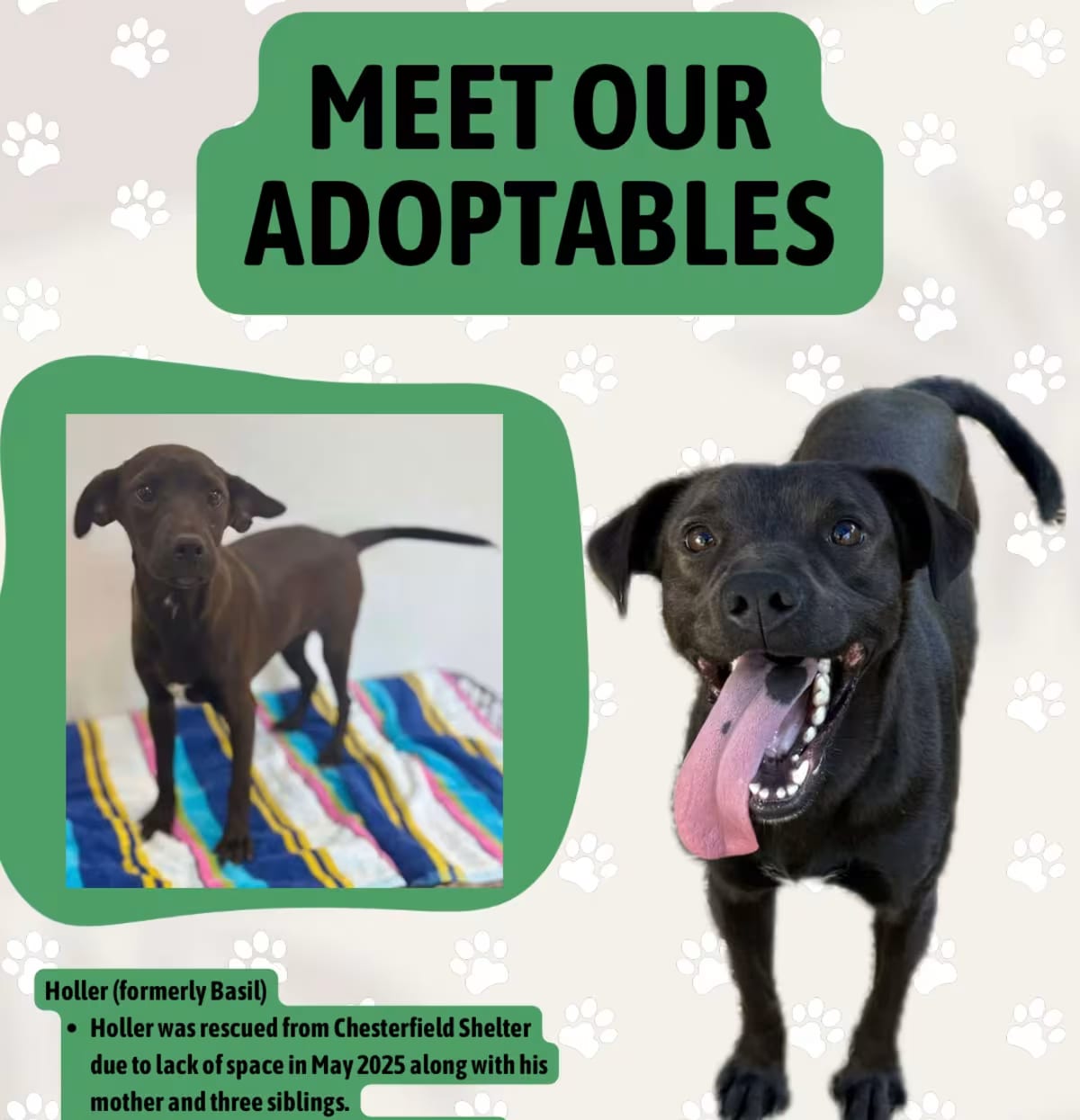 Photo of Holler, adoptable Miniature Pinscher Jack Russell Terrier in Hodges, South Carolina