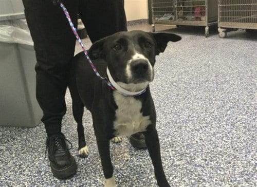 Photo of A1939625, adoptable Pit Bull Terrier in Thousand Palms, California