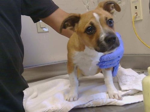 Photo of Arcee, adoptable Dachshund in Sacramento, California