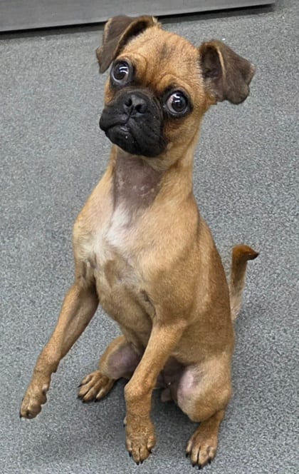 Photo of 161934, adoptable Pug/Mix in Bakersfield, California