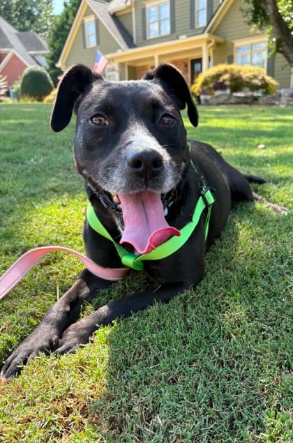 Photo of Seahorse, adoptable dog in Chamblee, Georgia