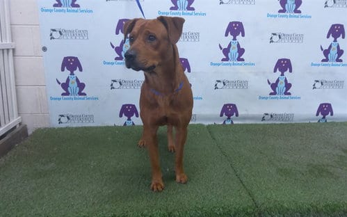 Photo of Monkey, adoptable Black Mouth Cur in Orlando, Florida