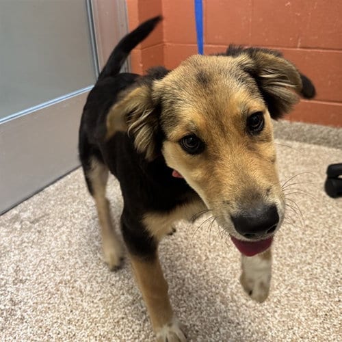 Photo of Tuffy, adoptable Golden Retriever in Pueblo, Colorado