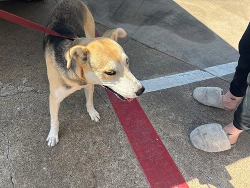 Photo of Shoelace, adoptable German Shepherd Dog in Garland, Texas