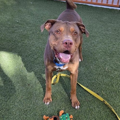 Photo of JJ, adoptable Pit Bull Terrier in Las Vegas, Nevada