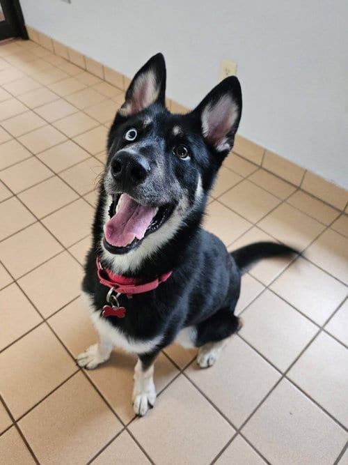 Photo of Sonic, adoptable Husky in Cedar Rapids, Iowa