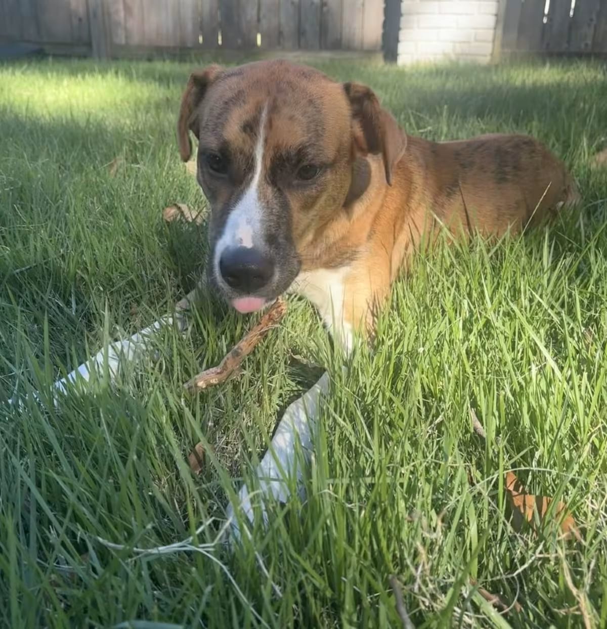 Photo of Toast, adoptable Labrador Retriever Boxer in Denver, Colorado