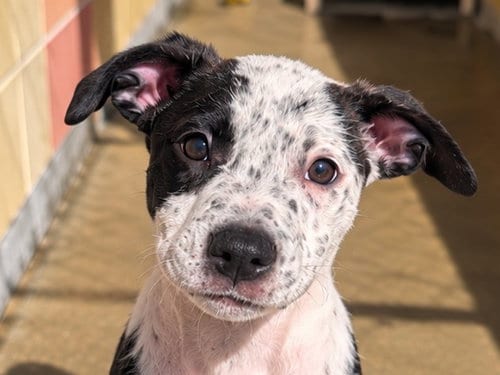 Photo of Dakota, adoptable Australian Cattle Dog/Blue Heeler in Redwood City, California