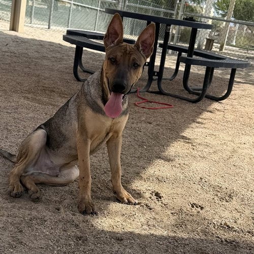 Photo of Junior, adoptable German Shepherd Dog in Thousand Palms, California