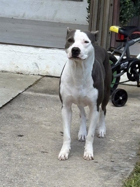 Photo of Diamond, adoptable Pit Bull Terrier in Miami, Florida