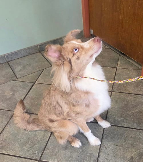 Photo of Mikey, adoptable Australian Shepherd in Hillside, Illinois