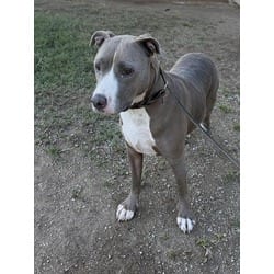 Photo of Mila, adoptable American Pit Bull Terrier in Jurupa Valley, California