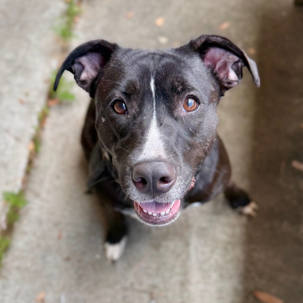 Photo of Izzy, adoptable Mixed Breed (Medium) in Milton, Florida