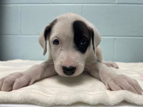 Photo of Anteater, adoptable Pit Bull Terrier in Tulsa, Oklahoma