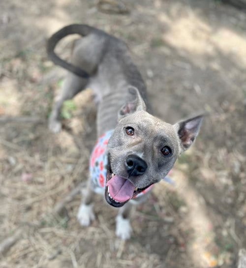 Photo of Cricket, adoptable Pit Bull Terrier in Tulsa, Oklahoma