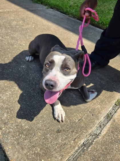 Photo of Mariposa, adoptable Terrier in New Orleans, Louisiana
