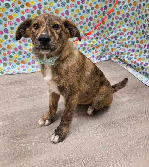 Photo of Yuki, adoptable Belgian Shepherd Malinois in Attalka, Alabama