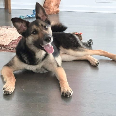 Photo of Jasmine 6585, adoptable German Shepherd Dog in Centreville, Virginia