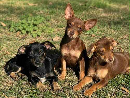 Photo of Mika Wazowski, adoptable Chihuahua in Robbinsdale, Minnesota