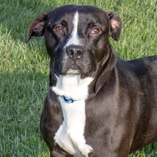 Photo of Chase, adoptable Pit Bull Terrier in Maryland, Missouri