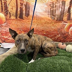 Photo of Imogen, adoptable American Pit Bull Terrier in Porterville, California