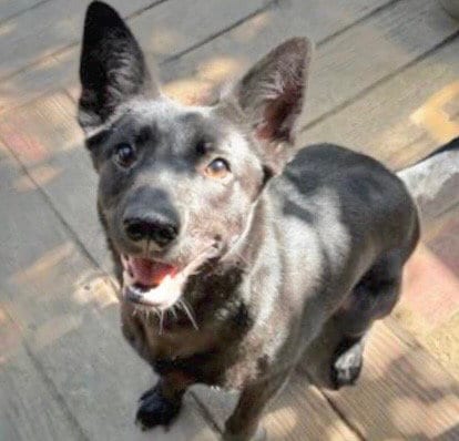 Photo of Bean, adoptable German Shepherd Dog in Houston, Texas