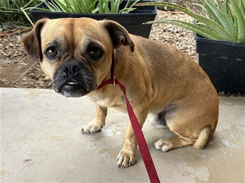 Photo of Henry, adoptable Pug in Mesa, Arizona