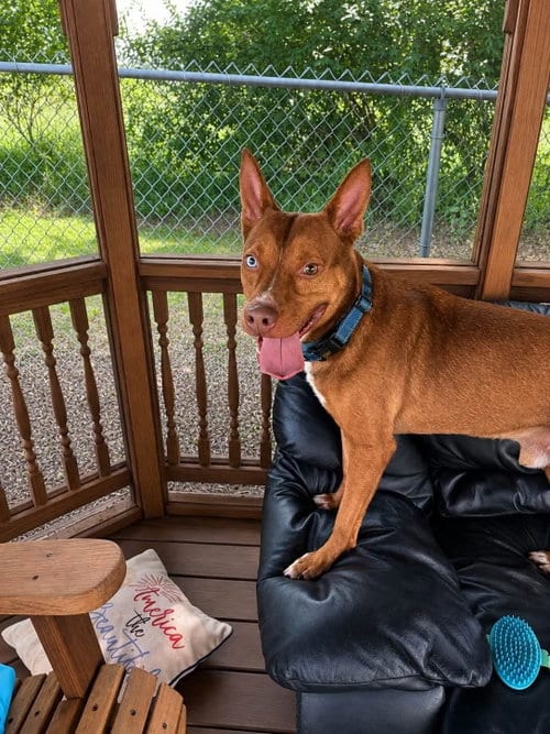 Photo of Max #2, adoptable Pit Bull Terrier in Martinsburg, West Virginia