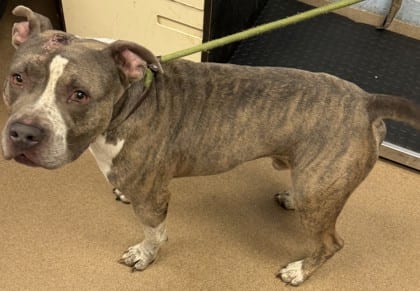 Photo of Ghoul, adoptable dog in Chamblee, Georgia