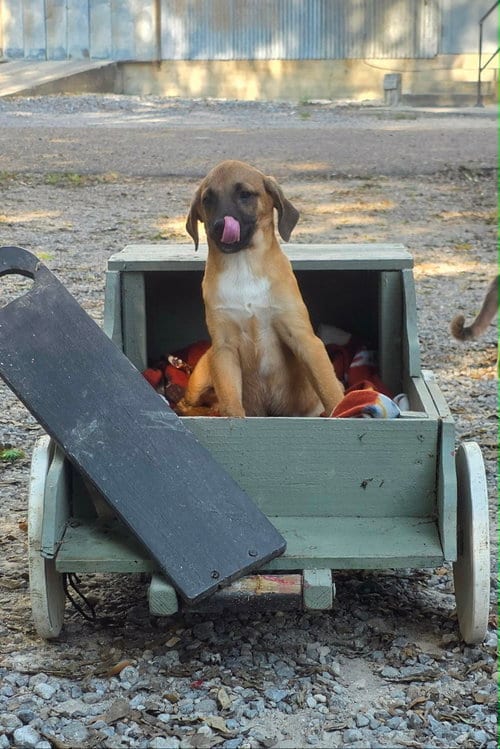 Photo of Solar- playful boy, adoptable Labrador Retriever in Oakhurst, New Jersey