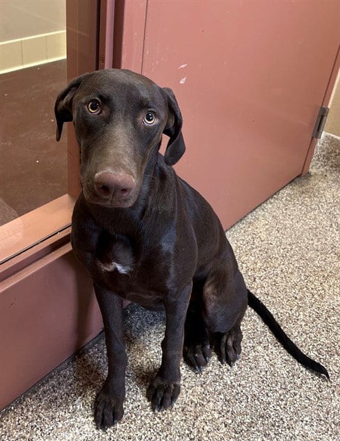 Photo of Darbi, adoptable Doberman Pinscher in Thousand Palms, California