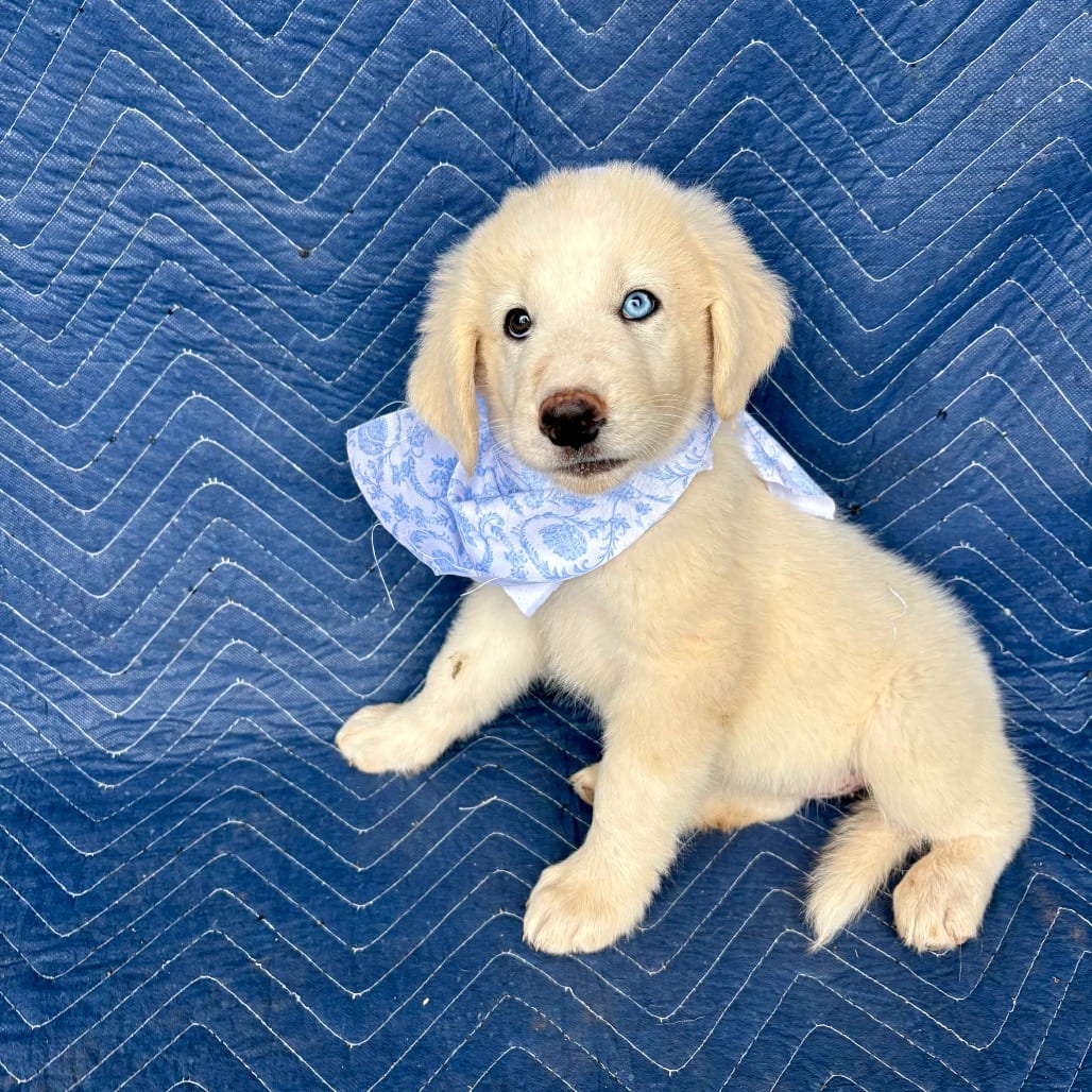 Photo of Sage, adoptable Mixed Breed (Medium) in Oklahoma-based; Northeast placements, Oklahoma