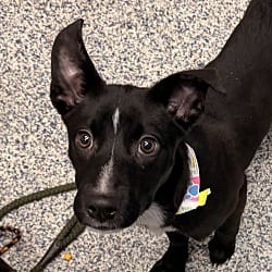 Photo of Tiki, adoptable American Staffordshire Terrier in Golden, Colorado
