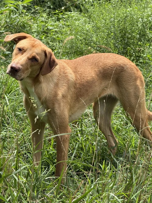 Photo of Raleigh, adoptable German Shepherd Dog in Nashville, Tennessee