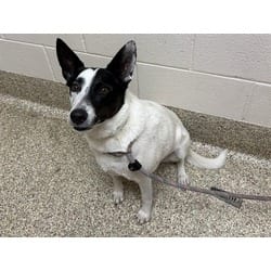 Photo of Lilypad, adoptable Border Collie in Colorado Springs, Colorado