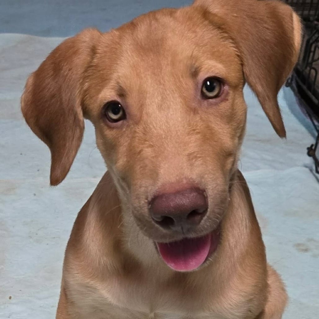Photo of Earl, adoptable Mixed Breed (Medium) / None in Oklahoma-based; Northeast placements, Oklahoma