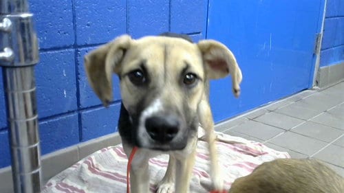 Photo of Nugget, adoptable Beagle in Albuquerque, New Mexico
