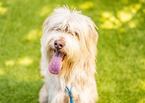 Photo of Layla, adoptable Old English Sheepdog in San Jose, California