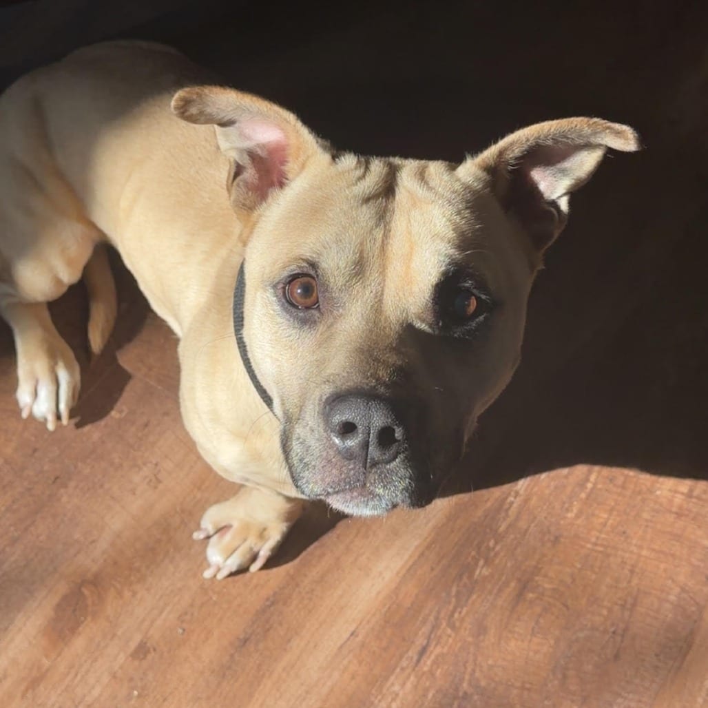 Photo of Rocket, adoptable Mixed Breed (Medium)