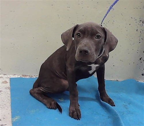 Photo of A2103038, adoptable Staffordshire Bull Terrier in Houston, Texas