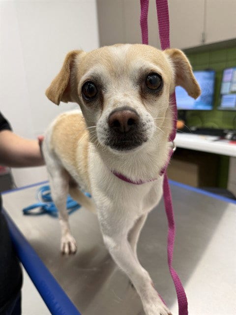 Photo of Turtle, adoptable Chihuahua in Mesa, Arizona