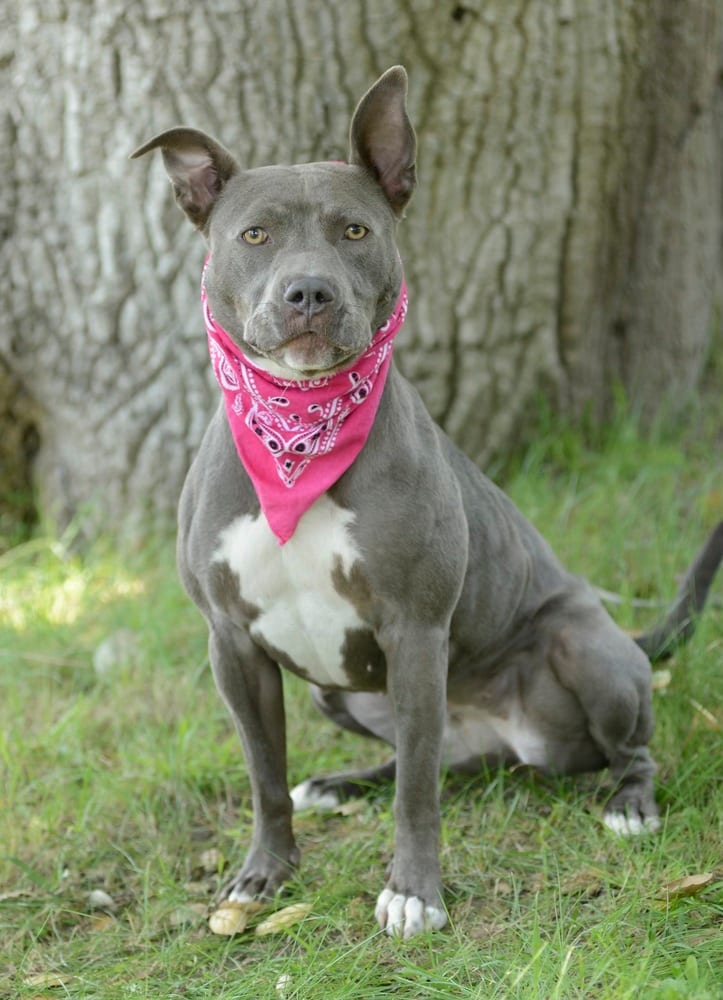 Photo of Roxy, adoptable French Bulldog in Dana Point, California