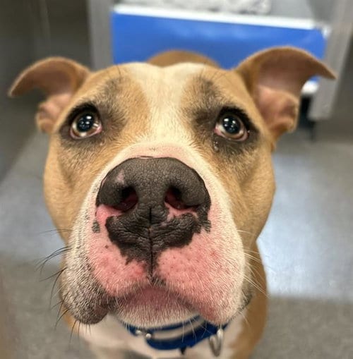 Photo of Iris, adoptable Pit Bull Terrier in Dallas, Texas