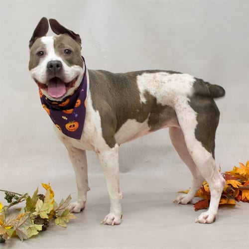 Photo of Belle, adoptable Terrier in Sanford, Florida