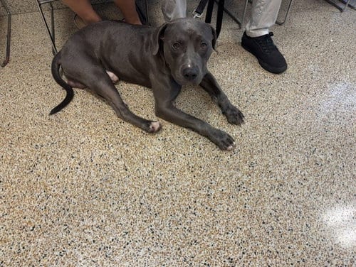 Photo of Bowser, adoptable American Bulldog in Miami, Florida